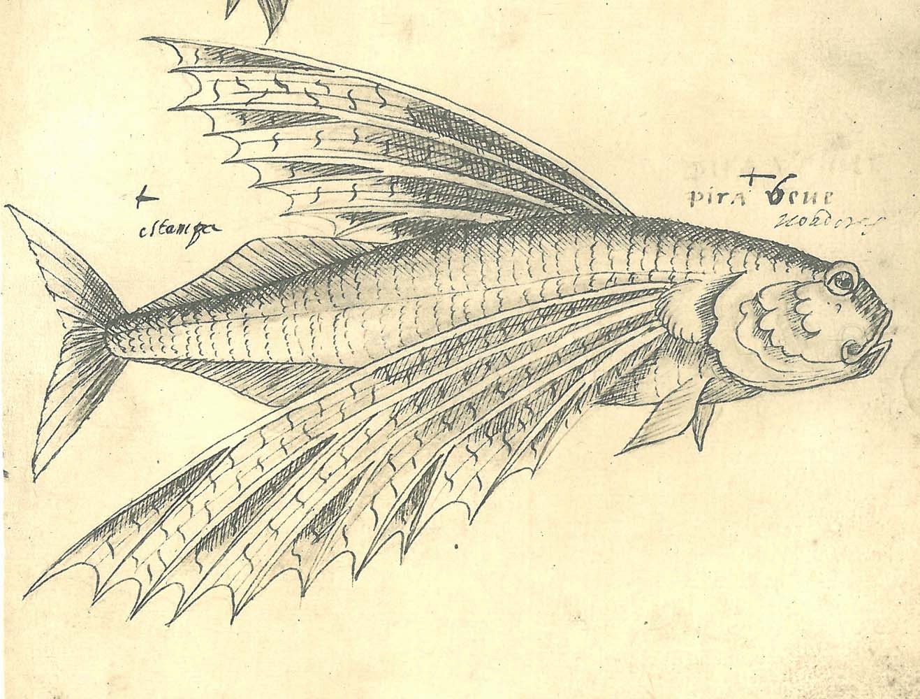 Fishes Sketch Drawing Vintage Facsimile by CarambasVintage on Etsy