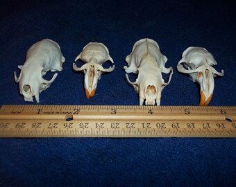 4 Real animal bone Skull parts