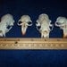 4 Real animal bone Skull parts
