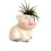 The Pig and the Air Plant