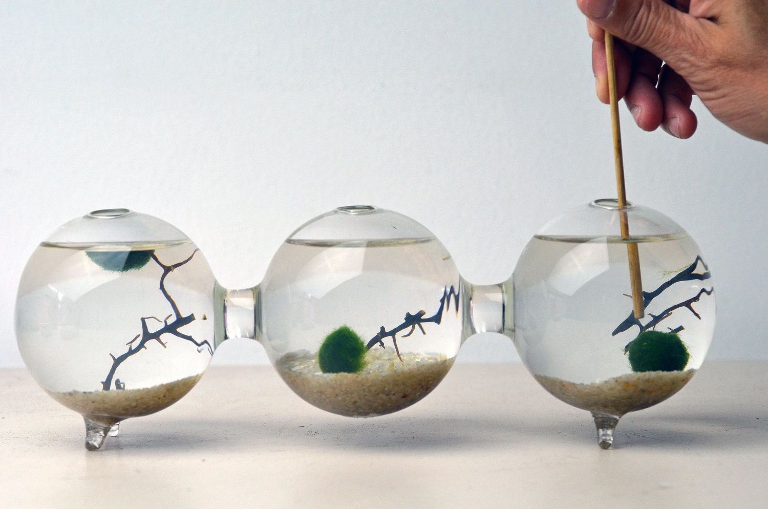 Marimo Terrarium Japanese Moss Ball Triple by PinkSerissa