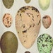 9 Vintage Bird Eggs Print - 1920s