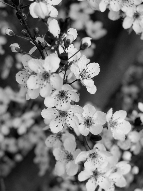 Plum Blossoms Black & White Photo 8x10