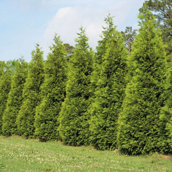 Items similar to Steeplechase Arborvitae Plants on Etsy