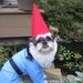 Custom Order for Traveling Gnome Dog Halloween Costume for Kristina