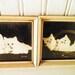 Bradley R Currey Cat Photographs