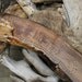 Driftwood Cribbage Boards