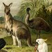Kangaroo, platypus, Tasmanian tiger, Australian fauna: Antique 1890s chromolithograph
