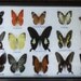REAL 15 BEAUTIFUL BUTTERFLIES Collection in Frame/BF17M