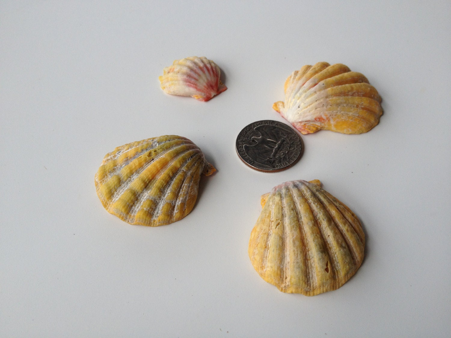 Sunrise Shells Kauai sea shells 4 C grade sunrise shells