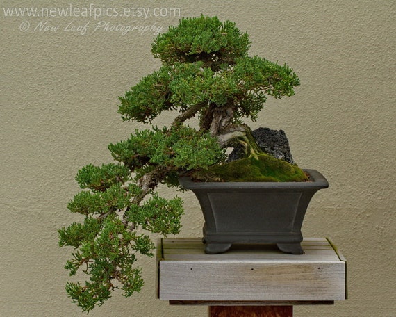 Bonsai Print Japanese art green and brown botanical by NewLeafPics