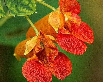 Jewelweed, Impatiens capensis, 25 seeds, poison ivy cure, woodsy wildflower, cool zones, moist shade, hummingbirds, plant in fall