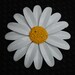 Vintage white enamel daisy flower brooch