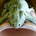 RARE Tom Hatton Nature Rules Bullfrog and moth Mug