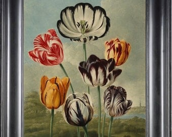 Items similar to Tulip print. Botanical print. Botanical art. Flower ...