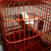 RESERVED for Lizzi - Vintage ROSEWOOD Birdcage
