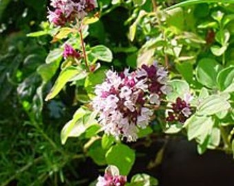 Oregano Flowering Cooking Herb, Garden, 25 Seeds
