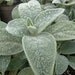 Beautiful Lambs Ears, Flower, Perennial Garden, 10 Seeds