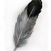 Watercolored feather-Original art watercolor painting of feather-Feather painting 7.5/11 inch