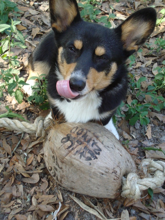 Coconut Dog Toy