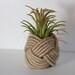 Nautical Knot Holder with Air Plant (Ionantha Mexicana)