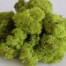 Reindeer Moss: Chartreuse, 1oz