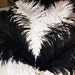 Premium Ostrich Feathers - Black & White