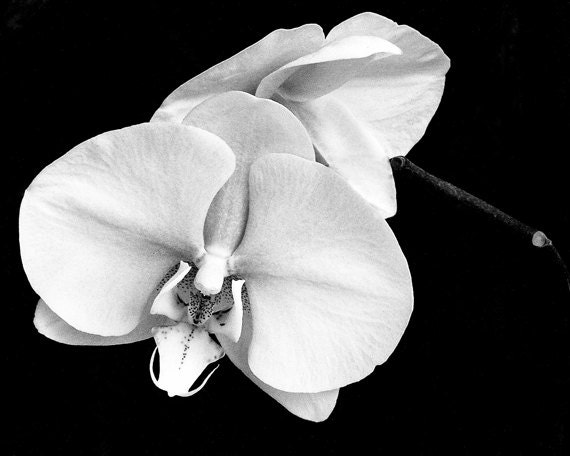 Phalaenopsis Orchids in Black and White