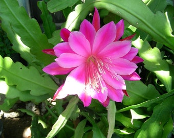 Two(2) Pcs Pink ORCHID CACTUS Epiphyllum Cuttings, F0703