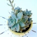 Shabby Chic Succulent Planter, Succulent Arrangement, Succulent Garden, Sunny Yellow Distressed Planter, Plants Edibles