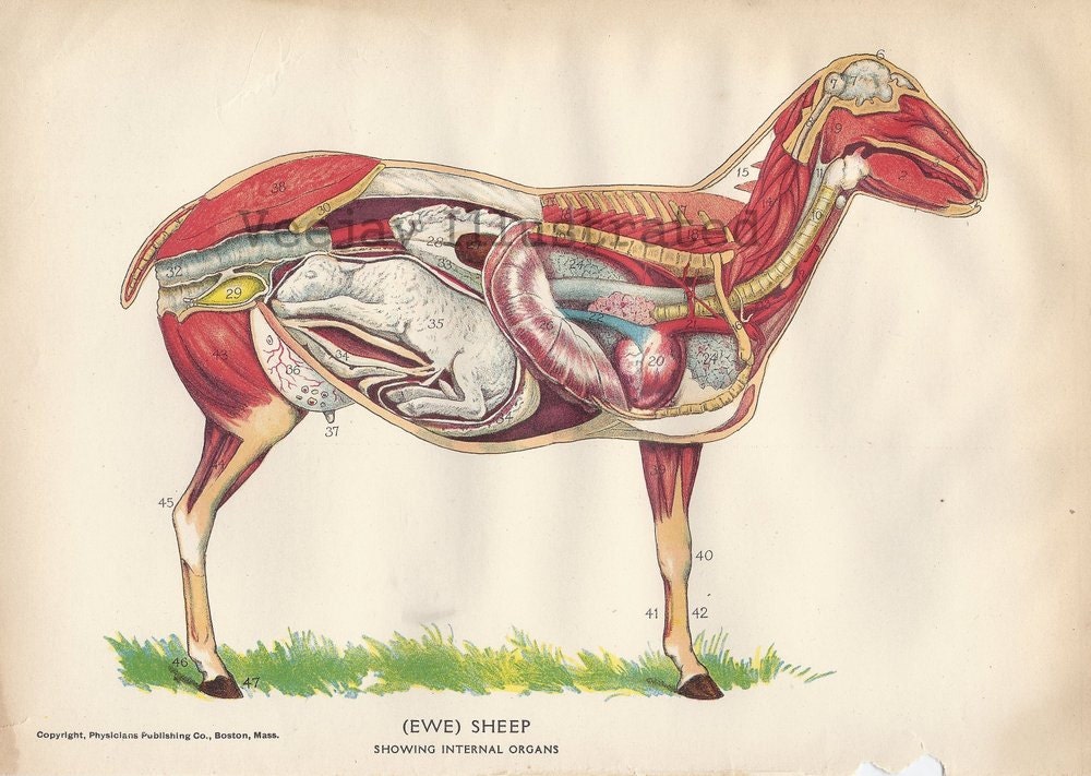 Antique 1905 Ewe Sheep Internal Anatomy Illustration Reserved