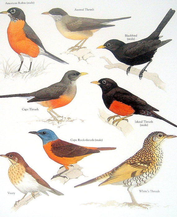 items similar to birds american robin austral thrush items similar to birds american robin austral thrush