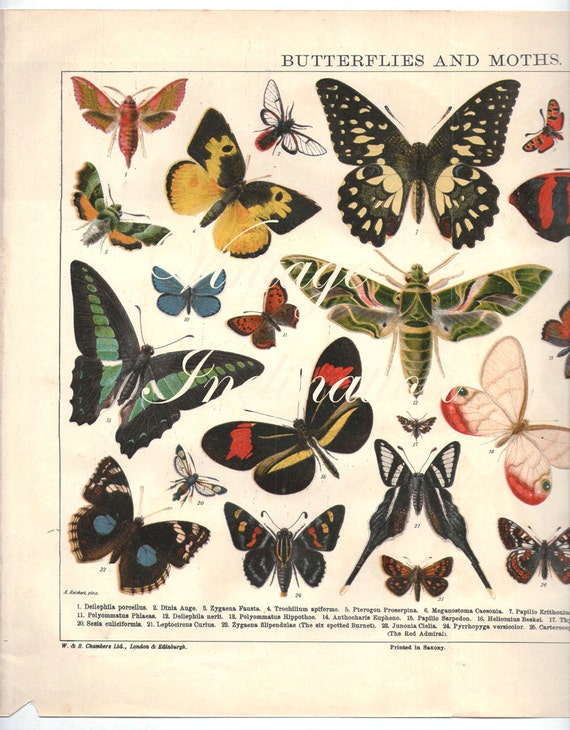 Vintage Print 1922 LARGE Antique BUTTERFLIES CHART Vintage 27
Vintage Butterfly Chart