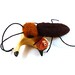 Cockroach Wool Catnip Cat Toy