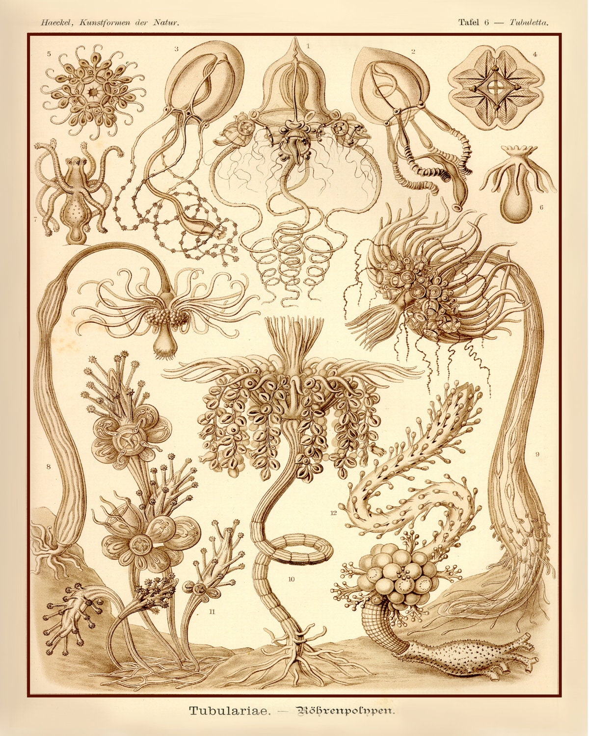 Marine Biology Poster or Print Ernst Haeckel by AdamsAleArtPrints