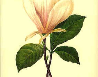 Redoute Botanical Print - - Magnolia - 77