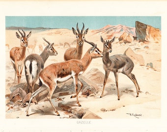 1890 Antique GAZELLE print, fine chromolithograph, group of delicate gazelles in the savannah, original antique 122 years old print