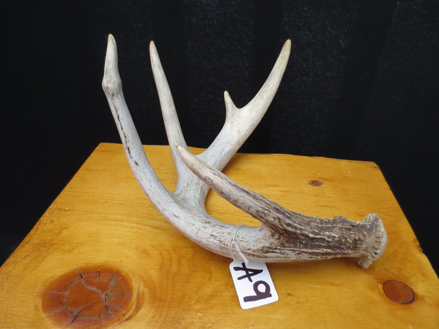Deer Antler Real Antler Naturally Shed Deer Antler