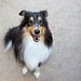 ShetlandCollie