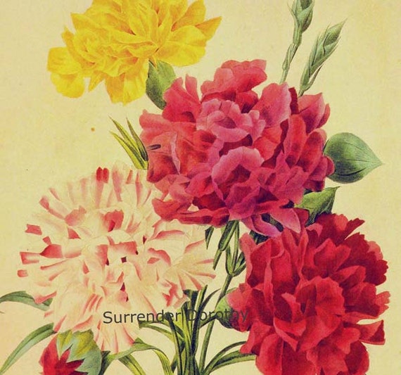 dianthus caryophyllus coloring pages - photo #24