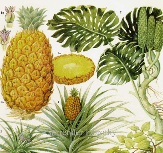Pineapple Ceriman Sour Sop & Cherimoya Tropical Fruit Flower Chart Food Botanical Lithograph Illustration For Your Vintage Kitchen 97