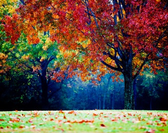 colorful landscape photography - autumn tree - fog and mist - fall foliage - nature photo - decorative print