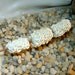 White Barnacle tube beads set of 3 - by Earth N Elements Pottery