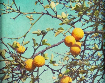 Botanical photography print orange teal fruit tree kitchen dining room wall art - Strange Fruit