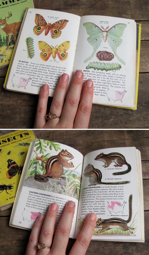 vintage 1950s Golden Nature guide books // Insects & Mammals