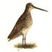 Bird - Vintage Birds Book Plate - 1970
