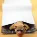 Reserved... 500 6 x 9 Poly Mailers Bags Plastic Shipping Envelopes Self Sealing No Tear