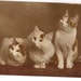 Three Kittens on Alert Nice Vintage French Postcard, Real Photo