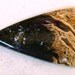 Indonesian Palm Wood Freeform Cabochon