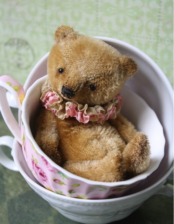 teacup teddy bear full grown